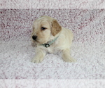 Small Photo #2 Goldendoodle Puppy For Sale in HOMELAND, CA, USA