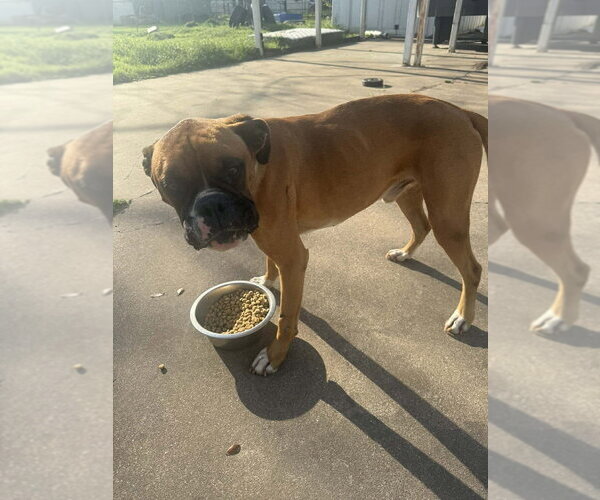 Medium Photo #3 Boxer Puppy For Sale in Austin, TX, USA