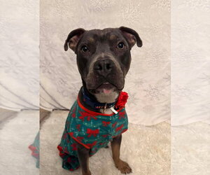 Spaetzle - Male American Pit Bull Terrier-Unknown Mix Dog for Adoption - Photo #3