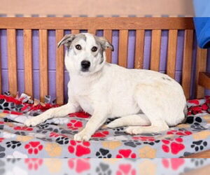 Aussiedor Dogs for adoption in Genesee, WI, USA