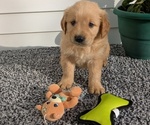Puppy 6 Golden Retriever