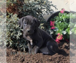 Great Dane Puppy for sale in BROGUE, PA, USA