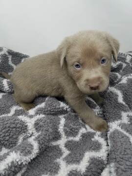 Medium Photo #2 Labrador Retriever Puppy For Sale in CENTRAL CITY, PA, USA