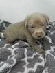 Small Photo #2 Labrador Retriever Puppy For Sale in CENTRAL CITY, PA, USA