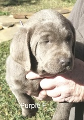 Labrador Retriever Puppy for sale in PEARSALL, TX, USA