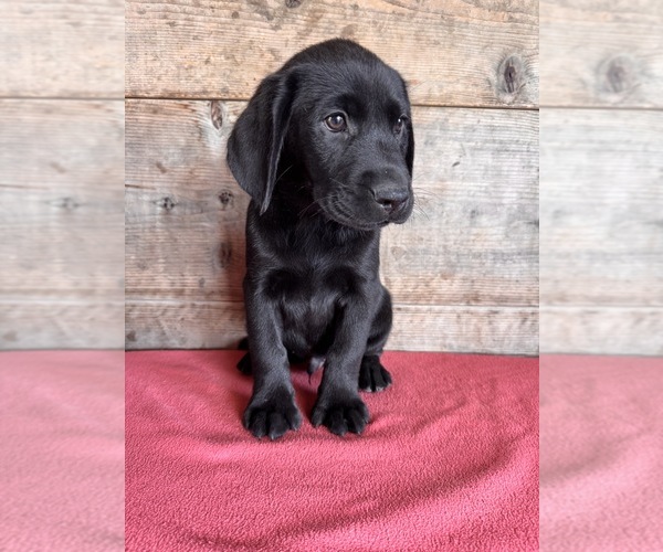 Medium Photo #13 Labrador Retriever Puppy For Sale in VERMONTVILLE, MI, USA
