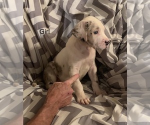 Great Dane Puppy for sale in CASEY, IL, USA