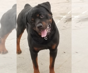 Father of the Rottweiler puppies born on 08/28/2020
