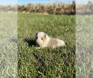Border-Aussie Puppy for sale in NEWVILLE, PA, USA