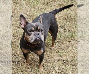 Gigi - Female French Bulldog-Staffordshire Bull Terrier Mix Dog for Adoption - Photo #2