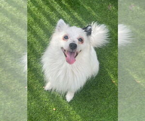 Unknown-pomeranian spitz Mix Dogs for adoption in Fairfax, VA, USA