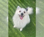 Small pomeranian spitz Mix