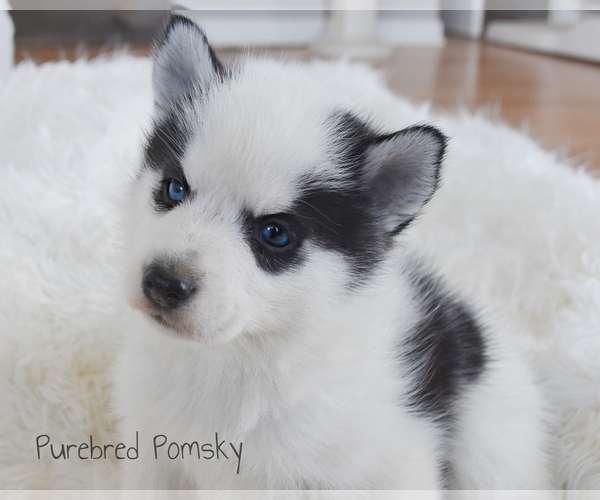Medium Photo #1 Pomsky Puppy For Sale in KANSAS CITY, MO, USA