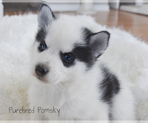 Pomsky Puppy for sale in KANSAS CITY, MO, USA