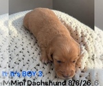 Small #11 Dachshund
