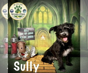 Captain Sully - Male Mutt Dog for Adoption - Photo #10