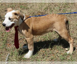 Barron - Male Argentinian Mastiff-Great Pyrenees Mix Dog for Adoption - Photo #2