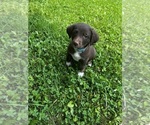 Small Photo #1 Borador Puppy For Sale in BURGAW, NC, USA