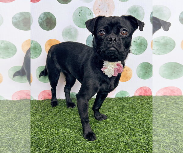 Medium Photo #1 Pug-Unknown Mix Puppy For Sale in Corona, CA, USA