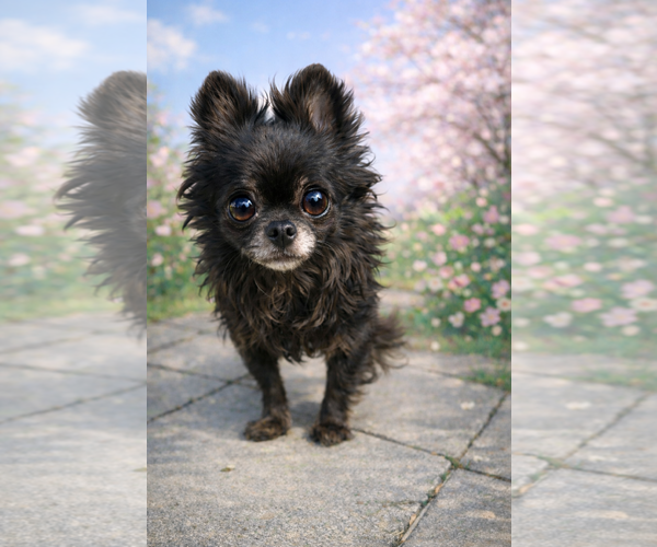 Medium Photo #4 Chihuahua Puppy For Sale in Pittsburg, CA, USA