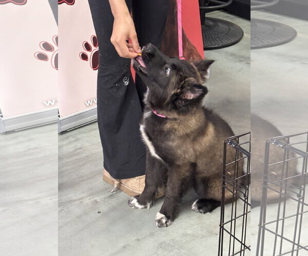 Medium Photo #2 Mutt Puppy For Sale in Holly Springs, NC, USA