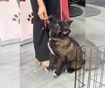 Small #1 Mutt