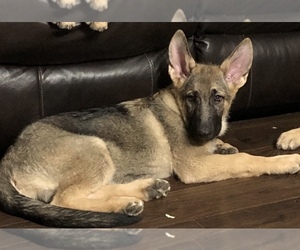 German Shepherd Dog Puppy for sale in CLEAR LAKE, IA, USA