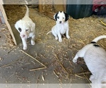 Small Photo #25 Llewellin Setter Puppy For Sale in BASCO, IL, USA