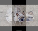 Small Photo #1 French Bulldog Puppy For Sale in SAINT JAMES, MN, USA