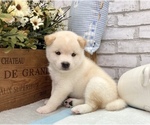 Small Photo #6 Shiba Inu Puppy For Sale in LOS ANGELES, CA, USA