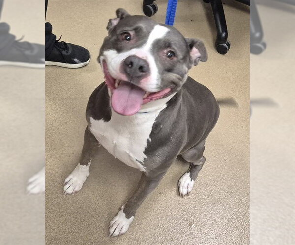 Medium Photo #2 Mutt Puppy For Sale in Decatur, IL, USA