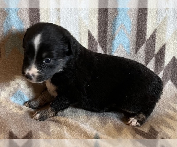 Medium Photo #5 Miniature Australian Shepherd Puppy For Sale in FORT MORGAN, CO, USA