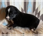 Small #4 Miniature Australian Shepherd