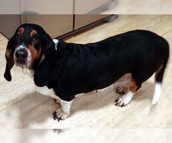 Medium Photo #1 Basset Hound Puppy For Sale in Deepwater, NJ, USA