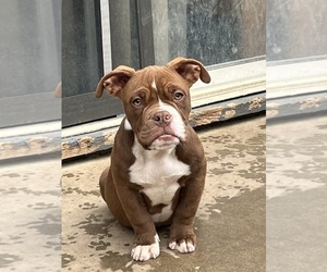 American Bully Puppy for sale in CERES, CA, USA
