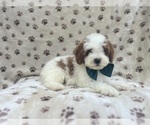 Small Cavapoo