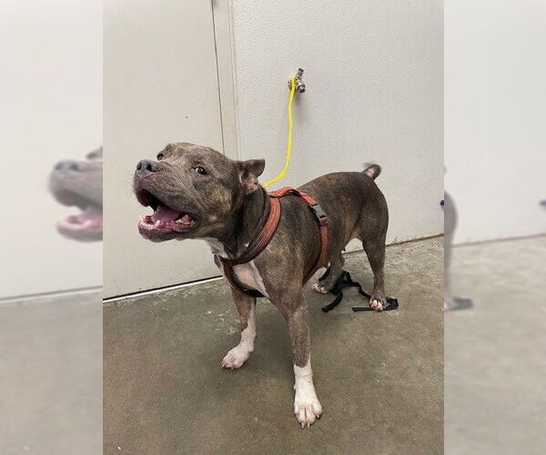 Medium Photo #1 American Pit Bull Terrier-Unknown Mix Puppy For Sale in Rosenberg, TX, USA