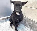 Small #1 Labrador Retriever