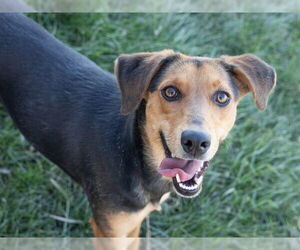 Mutt Dogs for adoption in Ames, IA, USA