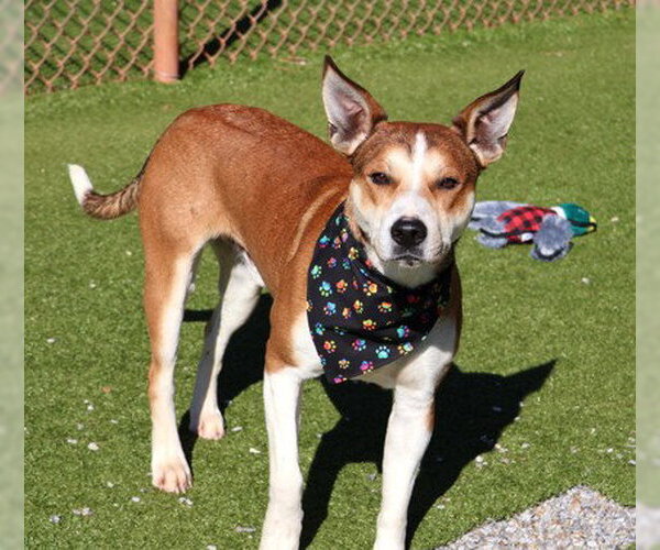 Medium Photo #1 Mutt Puppy For Sale in Rockaway, NJ, USA