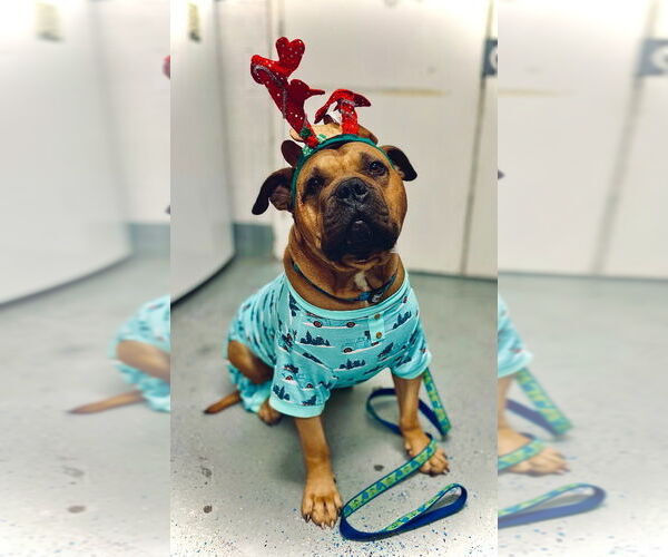 Medium Photo #4 Bullmastiff-Rottweiler Mix Puppy For Sale in Lawrenceville, NJ, USA