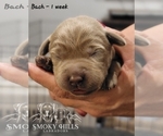 Small Photo #73 Labrador Retriever Puppy For Sale in POCAHONTAS, IL, USA