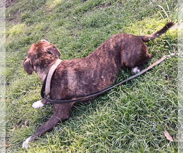 Medium Photo #2 Chihuahua-Unknown Mix Puppy For Sale in Virginia Beach, VA, USA