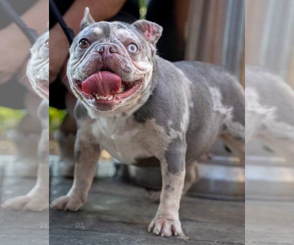 Medium Photo #11 French Bulldog-Unknown Mix Puppy For Sale in Corona, CA, USA