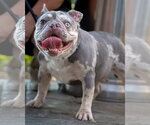 Small #10 French Bulldog Mix