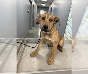 Rhodesian Ridgeback Dogs for adoption in San Martin, CA, USA