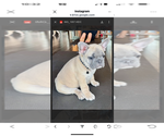 Small Photo #67 French Bulldog Puppy For Sale in ORANGE, TX, USA