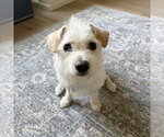 Bell-air FH - Female Bichon Frise-Unknown Mix Dog for Adoption - Small photo