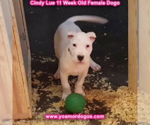 Medium Photo #121 Dogo Argentino Puppy For Sale in PINEVILLE, MO, USA