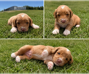 Bernedoodle Puppy for sale in HUDSON, MI, USA